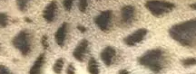 豹猫有几种花纹 豹猫花纹图片