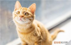 猫内脏出血什么反应 一定要多注意猫咪哦！