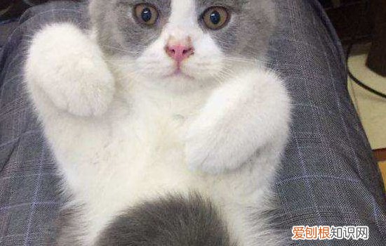 猫可以闻烟味吗 抽烟对人都有害,何况是猫咪!