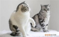 大猫吃小猫有什么预兆 大猫吃小猫