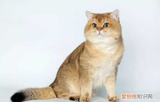 猫发腮是几个月 猫发腮