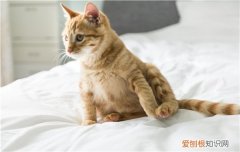 猫有多少牙齿 你知道吗？