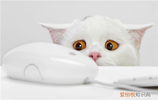 波斯猫起源于哪个国家 波斯猫的性格特点