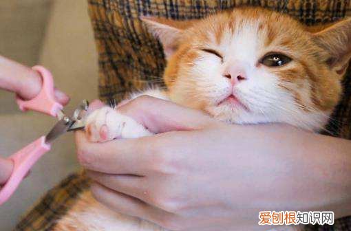 多大的小猫可以剪指甲 小猫多大可以剪指甲