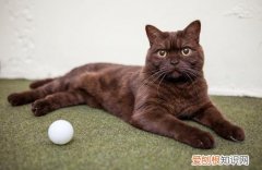 猫咪为什么喜欢玩乒乓球 猫为什么喜欢玩乒乓球