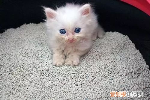 猫喜欢呆在猫砂盆里面 猫为什么喜欢躲在猫砂盆里