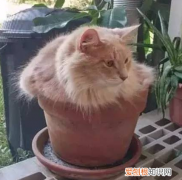 猫为什么爱趴花盆里 猫为什么喜欢在花盆里趴着