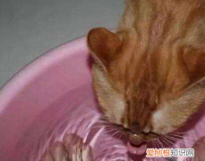 小猫为什么爱喝洗脚水 小猫为什么都喜欢喝洗脚水