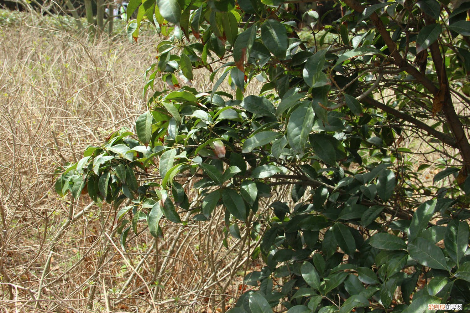 盆栽桂花怎么剪枝 盆景桂花怎么修剪，如何修剪成型