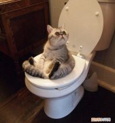 猫为什么会去喝马桶的水 橘猫为什么喜欢舔马桶里的水