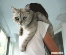 猫一直往主人脖子上爬 小猫为什么喜欢爬在人脖子边上