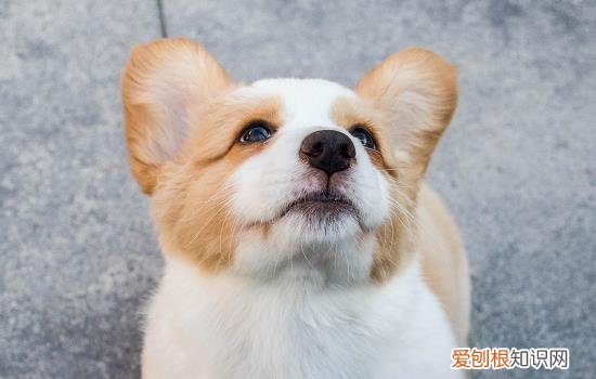 携带狂犬病的宠物能活多久 狗携带狂犬病大概能活多久