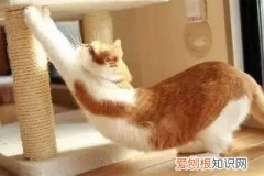 猫为什么老是要弓起背睡 猫为什么老是要弓起背
