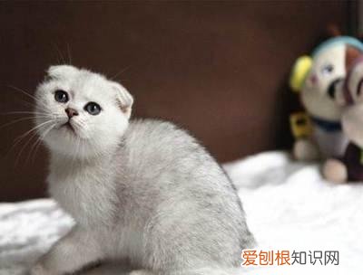 猫腰弓着走路是咋回事 猫为什么会弓着腰走路