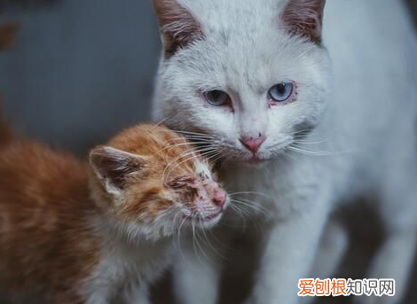 母猫吃掉自己的小猫为什么会留下头 母猫为什么吃小猫的头