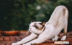猫猫喜欢伸懒腰 猫为什么那么喜欢伸懒腰
