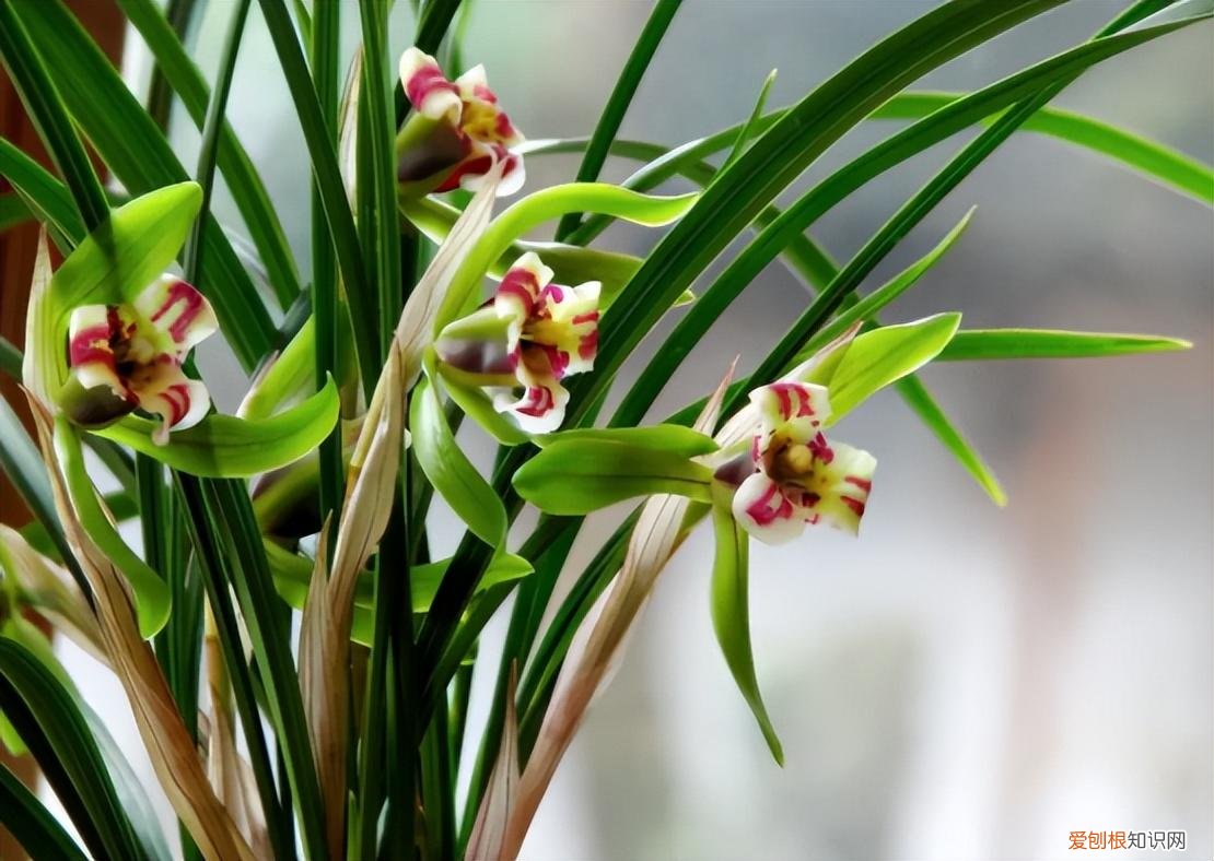 好养活的开花盆栽，养花记住3个“绝招”，每一盆都能养好，长势旺开爆盆，枝繁叶茂