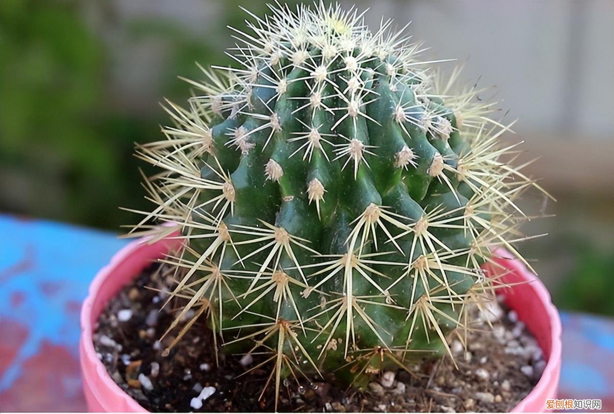 好养活的开花盆栽，养花记住3个“绝招”，每一盆都能养好，长势旺开爆盆，枝繁叶茂