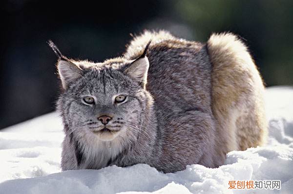 世界十大禁养猫科动物 没错，有你最喜欢的“大猫”！