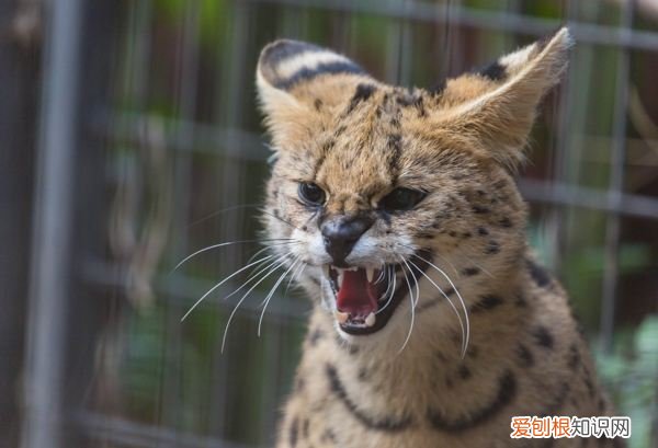 世界十大禁养猫科动物 没错，有你最喜欢的“大猫”！