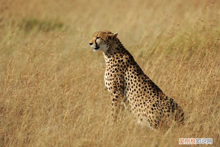 世界十大禁养猫科动物 没错，有你最喜欢的“大猫”！