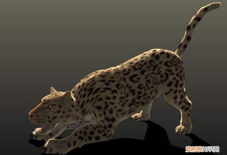 世界十大禁养猫科动物 没错，有你最喜欢的“大猫”！