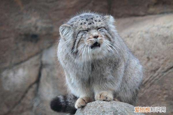 世界十大禁养猫科动物 没错，有你最喜欢的“大猫”！