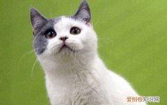 猫为什么把手揣起来 农民揣多可爱呀！