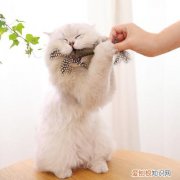 猫猫咬着毛绒玩具走来走去 猫为什么喜欢咬着毛绒玩具不松口,猫咬玩具