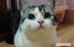 猫记仇吗 猫主子才不想理你呢！