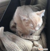 猫为什么总是咬主人的衣服 猫为什么总喜欢咬毛衣