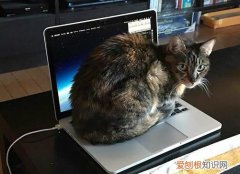 猫特别喜欢躺着 猫为什么喜欢躺电脑上