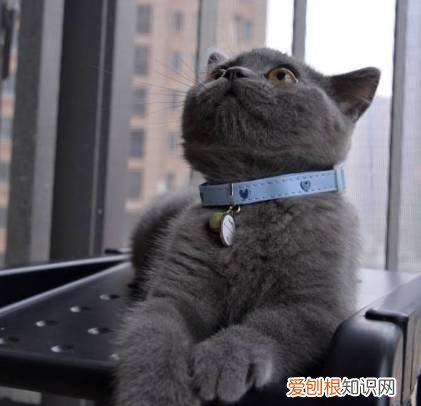 为什么给猫咪带铃铛 养猫为什么不能带有声音的铃铛