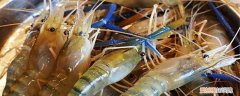 罗氏虾可以放冰箱保鲜保存吗 罗氏虾买回来暂时不吃怎么保存