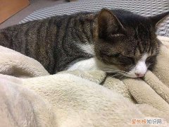 猫为什么喜欢叼着毯子打呼噜睡觉 猫为什么喜欢叼着毯子打呼噜