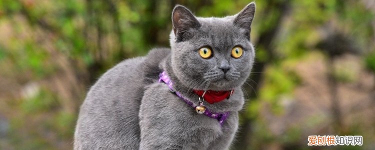 英国短毛猫和美国短毛猫的区别 其实很好区分！