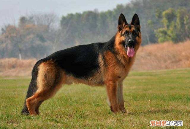 德牧纯种价格 德牧纯种多少钱一只