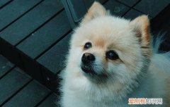 狗狗睡觉有点抽搐是什么原因 狗狗睡觉抽搐是怎么回事