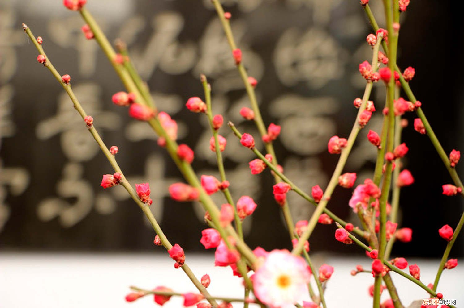 梅花的繁植方法 梅花如何繁殖，梅花繁殖常用的方法