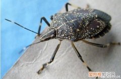 臭虫怎么消灭超简单！看完你就明白了！