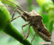 分析:家里为什么会有臭虫 家里有臭虫怎么办