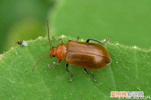 怎样杀死臭虫别着急！ 小编来支招！