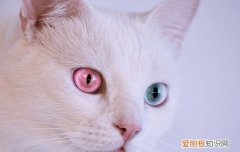 猫的眼睛变圆和细 猫的眼睛变圆