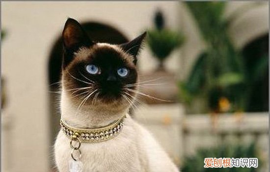 暹罗猫生气的样子 暹罗猫生气的表现