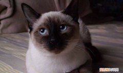 暹罗猫太皮了怎么办 暹罗猫太皮