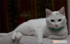 英国短毛猫聪明吗 答案需要你自己来判断