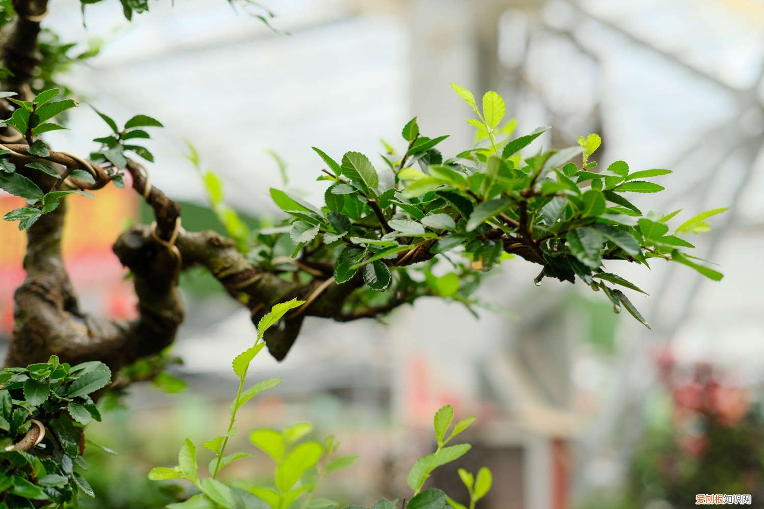小叶榆树盆景黄叶怎么办 榆树盆景怎么养造型，黄叶怎么办