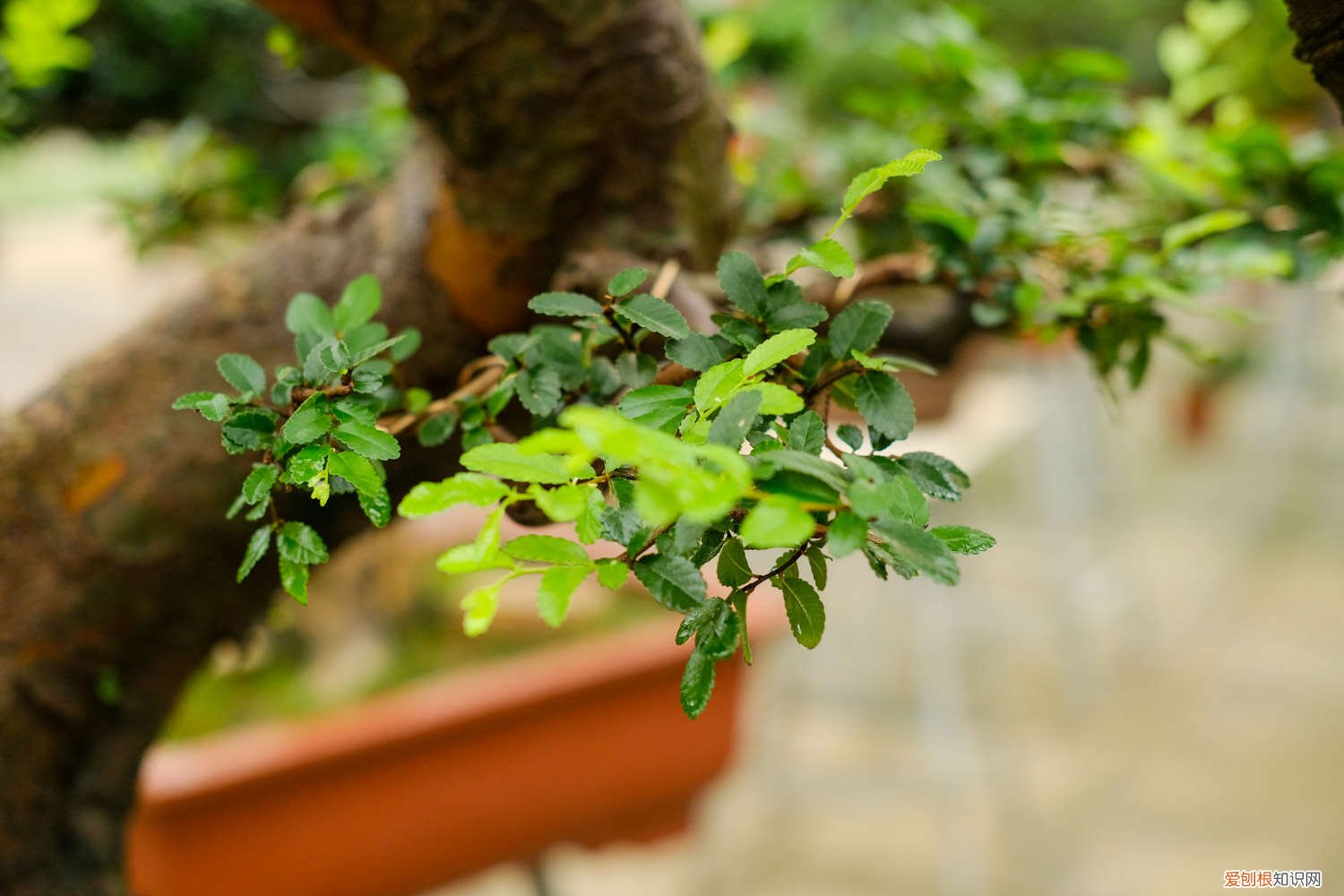 小叶榆树盆景黄叶怎么办 榆树盆景怎么养造型，黄叶怎么办