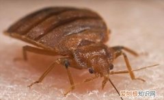 【家居生活必备】臭虫怕什么别怪我没告诉你！