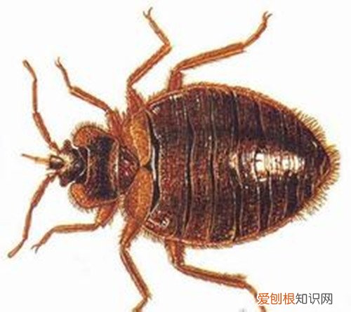 【家居生活必备】臭虫怕什么别怪我没告诉你！